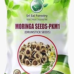 Moringa Seeds PKM for Agriculture Lands - 100 Seeds - Drumstick Seed Sajan Nuggekai Murungaikkai Shevgyachya Mullakkada-14
