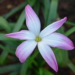 myBageecha - Rain Lily 'First Love' + Purple + Flowering Bulbs (Pack of 10) | Premium Flower Bulbs for Home Gardening | Fresh bulbs for Flower Pots-image-20