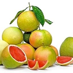 Dishita - Go Green Live Grafted Pomelo Fruit Plant - 2 Feet Height - Also Known As Pomello, Pummelo, Pommelo, Pumelo, Pamplemousse, Lusho Fruit, Jambola - Delicious Homegrown Citrus Tree-image-63