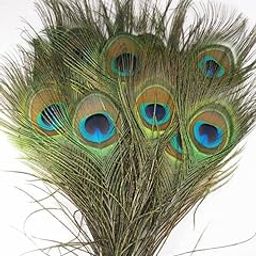 HV Natural Peacock Feathers Original 10-12 Inch Real Mor Pankh for Home Décor, Art & Craft, Jewellery Making, Worship, and Wedding Decorations, Lizard puja (Pack of 10 Feathers)-image-14