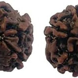 Galaxy Gems Panchmukhi Rudraksha Original Certified with 5 Face Ruthrajam Free Single Mahadev Ruthratcham Nepali Brown Bead for Astrology 5 मुखी रुद्राक्ष ओरिजिनल-28