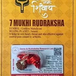 7 Mukhi Rudraksha Original Certified Bead - Natural Nepali 7 Mukhi Rudraks for Meditation and Prayer, Protection, Chakra Balancing/ 7 Face Rudrakasha-image-14