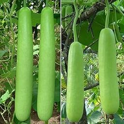 Go Garden bottle gourd seeds Loki Vegetable Seeds (Pack of 10g, 80+ Seeds) Seeds to grow all seasons in Your Home & kitchen garden-picture-16