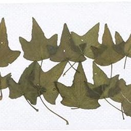 UJEAVETTE 12Pieces Natural Pressed Dried Flowers Leaves DIY Phone Arts and Crafts-image-70