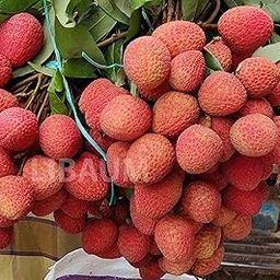 LIBAUM Live Muzaffarpur Shahi Litchi Fruit Plant | Lychee | Lichi | Lichu | Air Layered - Dwarf Hybrid | High-Yield - Sweet Fruiting Tree For Home Garden (1-2 Feet Height 1 Leechi Plant in Poly Bag)-image-15