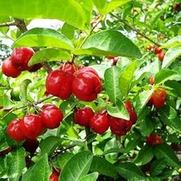 Green Paradise® Live Barbadose Cherry Plant Suitable For Bonsai-image-99