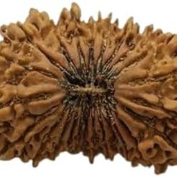 Certified 19 Mukhi Nepal Rudraksha Jap Bead Pure Unnis Mukhi Rudraksha Original 19 मुखी नेपाल रुद्राक्ष Nineteen Face Rudraksha Silver Pendant For Puja-picture-39