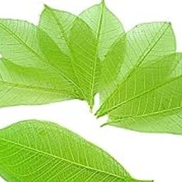 YellowCult Natural Real Dried Leaves for Art Craft [Pack of 50] - Skeleton Leaves for Decorative DIY Craft, Soap, Candle, Scrapbooking, DIY, Resin Jewelry, Pendant [Green]-image-102