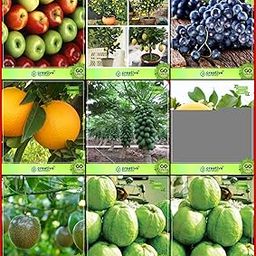 Creative Farmer All Season Garden Seeds Combo Tree Seeds & Fruit : Apple, Lemon Fruit, Grape, Orange, Papaya, Passion Fruit - Yellow, Passion Fruit - Violet, Kilo Pera, Kilo Pera Kitchen Garden Pack-image-19
