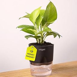 Kyari Golden Money Plant Indoor with Black Self Watering Pot - Small 4 Inch-image-45