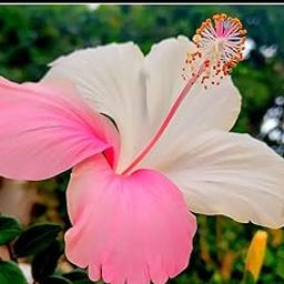 Any Colour Hybrid Hibiscus/Gudhal Plant for Home & Garden Decoration Grown From Cuttings-image-40