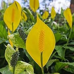 Live Yellow Peace Lily Healthy Hybrid Plant Indoor Air Purification Plant Pack of 1-image-26