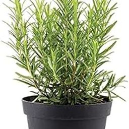 PlantaZee Polar Plant Rosemary Live Plant with pot Green-image-62