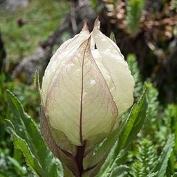 Mphmi Seedless Plant Plants Brahma Kamal, Saussurea Obvallata - Plant-image-77