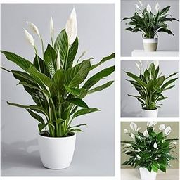 Hybrid Peace Lily Plant - Big Size Live Plant in Pot, Low Maintenance Indoor Plant - Spathiphyllum Variety Pack Of 1-image-68