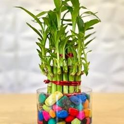 DuckDVinci Lucky Bamboo Plant | 2 Layer | For Office Table,Home Decor | Indoor Plant with Fiber Pot-image-22