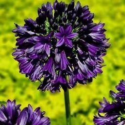 Agapanthus Imported Flower Bulbs for Home and Gardening Pack of 4 Bulbs (dark purple)-image-75