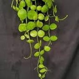 Pedpoudhe Dischidia Oiantha Variegated Live Plant, 20 cm Height, Hanging Pot, Partial Sun, Spring Blooming (Pedpoudhe Dichidia Platyphylla Live Rare Hanging plant with pot)-image-19