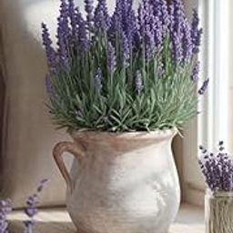 LECOBRIT Beautiful All-Season Purple Lavender Flowering Plant – Healthy Live Tree for Home, Garden, Indoor & Outdoor Spaces | Blooms Year-Round (12 Months)-image-89