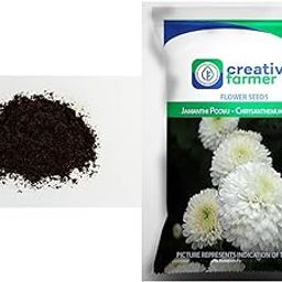 Creative Farmer Cowdung - Organic Plant Food Dried Powder (500 Gram) & Creative Farmer Jamanthi Poovu - Chrysanthemum White Seeds For Home Garden-50 Seeds-picture-27