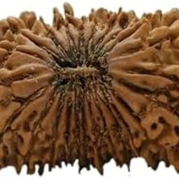 19 Mukhi Rudraksha Original उन्नीस मुखी रुद्राक्ष Unnis Mukhi Rudraksha Nepali Bead Lab Certified Precious Nineteen Face Rudraksha Pendant For Men-picture-45
