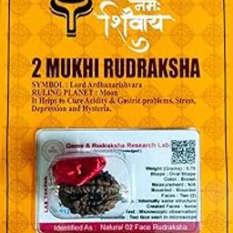 Robinec 2 Mukhi Super Quality Nepali Rudraksha Two Faced Rudraksh With Lab Test Certificate-picture-6
