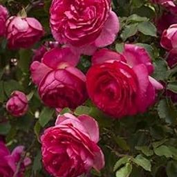 Climbing Rose Flower Plant All Season | Flowering Plants for Home and Gardening (DARK PINK) (PINK ROSE FLOWER PLANT)-image-42
