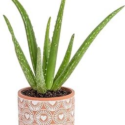 AGRO ALIVE Aloe Vera Live Succulent Plant In nursery pot Easy Care Indoor Houseplant in Grower Pot, Natural Room Air Purifier plant Living Room or Office Décor, New House Warming Gift, 12-Inches Tall-image-49