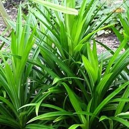 Biryani leaf live plant || Rambha live plant || Basmati Leaf Plant || Pandanus Amaryllifolius || Annapurna plant live pack of 1 healthy plant-image-25