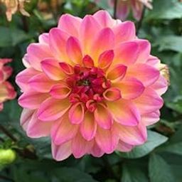 Radha Krishna Agriculture® Imported Dahlia Flower Bulbs Pink with Yellow mix | Fragrant Flowers Planting Bulb For all season Outdoor And Indoor Gardening Pack of 1-image-94