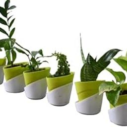 Combo of 6 Live Indoor Plants in White Self-Watering Pots | Money Plant (Green & Yellow), ZZ, Peace Lily, Jade & Snake Plant | Air Purifier Plants for Home & Office Décor (Pot Height: 3.5")-image-22