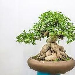 Platone Ficus Plant ficus bonsai plant hybrid-image-104