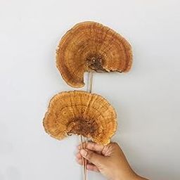 Vanchai Natural Dried Pine Cones 4 Pieces Pinecone On Sticks / stem - 6 Inch Pinecones with 12" Stick for Home, Party, Office, Table , Vase Fillers (Mushroom - Pack of 4)-image-86