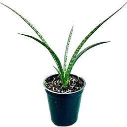 RSP Sansevieria Fernwood Mikado Rare Natural Live Snake Plant in Pot, 20 cm-image-20