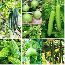 Rainy season vegetable seeds (100 Seeds)-image-41