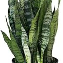 ** BONSAI HOUSE **Snake Plant Live Indoor And Outdoor Air Purifier Big Size Mother In Law (Pack Of 2)-image-55