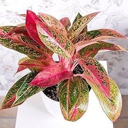 Red Lipstick Live Plant Air Purifying Indoor/Outdoor Vastu Live Plant Pack of 1-image-96