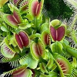 Venus FlyTrap Seeds Dionaea muscipula, Pack of 100 Seeds red-image-42