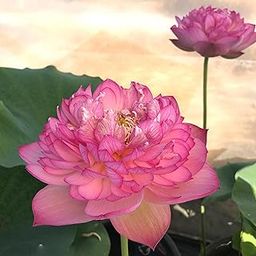 ALOCHUZ Vasuki Lotus TuberVasuki Lotus TuberVasuki Lotus Tuber Lotus Live Plant (TUBER/Root) Orginal Variety Guarante Blooming BIG Hybrid Water Lotus For Outdoor & Indoor Plant (Quantity 1)-image-96