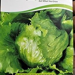 Exotic Lettuce Iceberg Seeds for Home Gardening (400 Seeds with More than 70% Germination) And Instruction Manual-image-1