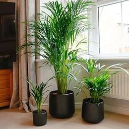 DIARAA Areca Palm Air Purifier Natural Live Plant big size (3 to 3.5 feet) VERY TALL Areca Palm 1 in Nursery bag Livemost popular indoor plant ever. (no pot/in Nursery bag)-image-61