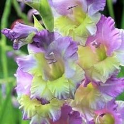 Oakwood Farms Imported Gladiolus Double Color Flower Bulbs (Pack Of 5 Bulbs) Yellow & Purple-image-90