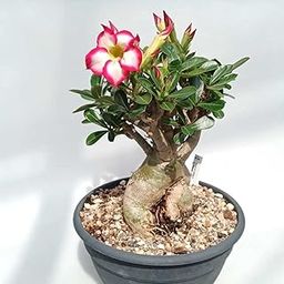 go4plant Adenium Grafted Live Desert plant with plastic pot-image-71