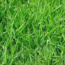 BE GROW Lawn and Ground Hybrid Grass Seed - 40 Gram Seed Suitable For Lawn, Nursery, Garden, Homegardening And Patio-32
