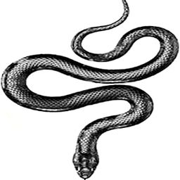 Simply Inked Snake Semi-Permanent Tattoo Designer Semi-Permanent Tattoo for Girls Boys Men Women waterproof Sticker Size: 2.5 x 4 inch l Black l 2g-image-90