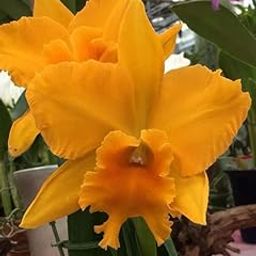 Ritz Farming Ground Orchid Duble Flower Bulbs, Spathoglottis Plicata Orchid Duble Flower Bulbs for home garden pack of 1-image-95