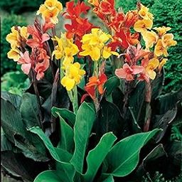 Live Green Canna Lily Multicolor Flower Bulbs For Home Garden (5pcs)-image-10