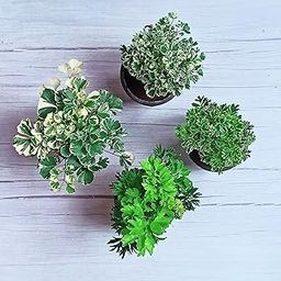 Combo of 4 Plant it Yourself (PIY) Snowflake, Green, Variegated and Miniature Ming Parsley Aralia Plant | Indoor Plants for Living Room-image-32