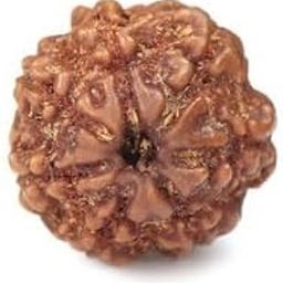 TRINETRA GEMS STONE Real Oval 7 Mukhi Rudraksha From Nepal Superb Seven Face Rudraksha For Make Pendant Mala Natural Brown सात मुखी रुद्राक्ष IGL Lab Certified Blessed Lord Lakshmi For Men Women-45