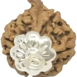 Royal Gems Ganesh Rudraksha Original Certified Nepali Bead with Natural Trunk Nature's Unique Creation AAA+++ Quality Ganesha Rudraksha in Silver Pendant गणेश रुद्राक्ष / गणेशा रुद्राक्ष-picture-35